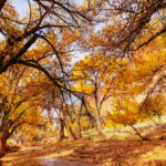 L’automne en médecine chinoise : respirer, purifier, lâcher-prise