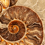 La suite de Fibonacci : quand une règle simple révèle l’harmonie du monde