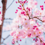 Énergie du Printemps : comment harmoniser le Foie et la Vésicule Biliaire selon la Médecine Chinoise